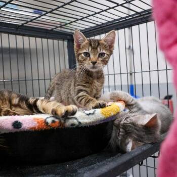 Edith -  Domestic Short Hair Cat for Adoption in Bradenton, Florida - Edith | PetCurious