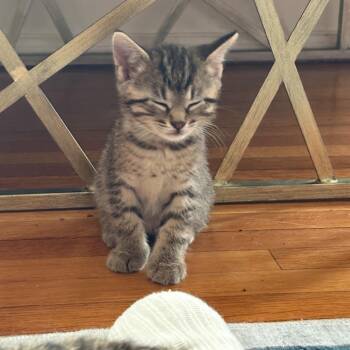 Georgie -  Domestic Short Hair Cat for Adoption in Normal, Illinois - Georgie | PetCurious