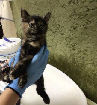 A1920993 -  Domestic Short Hair Cat for Adoption in Riverside, California - A1920993 | PetCurious