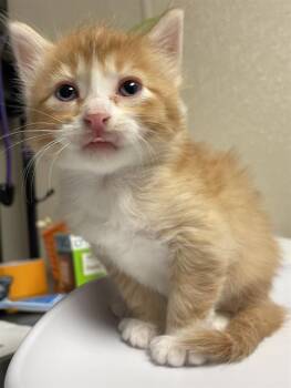 ACORN -  Domestic Short Hair Cat for Adoption in Sugar Land, Texas - ACORN | PetCurious