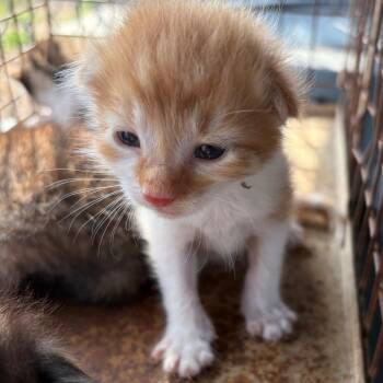 Pistachio -  Domestic Short Hair Cat for Adoption in Edinburg, Texas - Pistachio | PetCurious