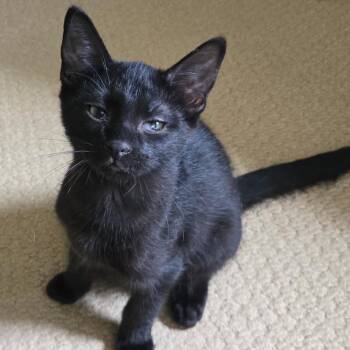 Milk Dud -  Domestic Short Hair Cat for Adoption in Woodbury, New Jersey - Milk Dud | PetCurious