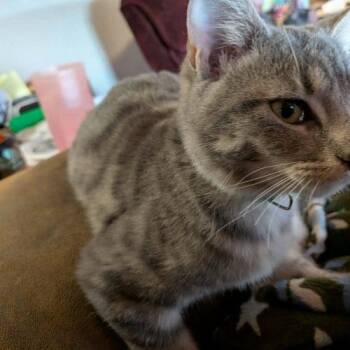 Genesis -  Domestic Short Hair Cat for Adoption in Tipp City, Ohio - Genesis | PetCurious