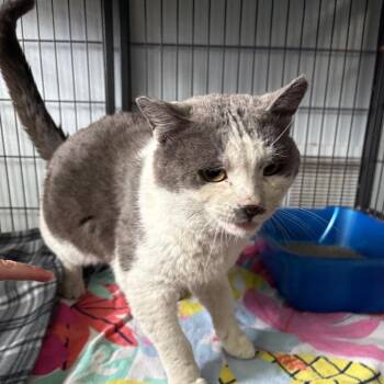 Jedi -  Domestic Short Hair Cat for Adoption in Crookston, Minnesota - Jedi | PetCurious