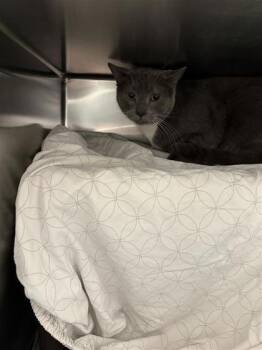 Domestic Short Hair Cats Available for Adoption in Montreal, Quebec - Chintu | PetCurious