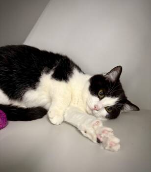 Domestic Short Hair Cats Available for Adoption in Kalamazoo, Michigan - Abbey | PetCurious
