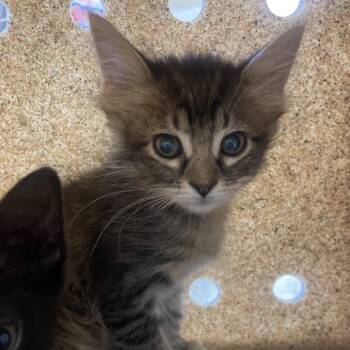 tigger -  Domestic Short Hair Cat for Adoption in San Antonio, Texas - Tigger | PetCurious