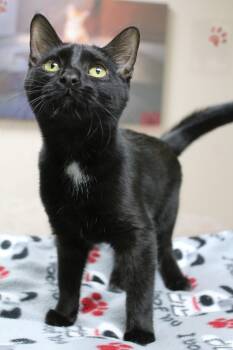 Rescue Domestic Short Hair Cats for Adoption in Portage, Wisconsin - Janet | PetCurious