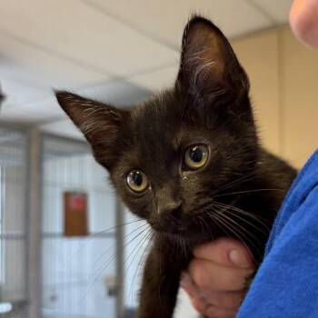 Yakko -  Domestic Short Hair Cat Available for Adoption in Goleta, California - Yakko | PetCurious