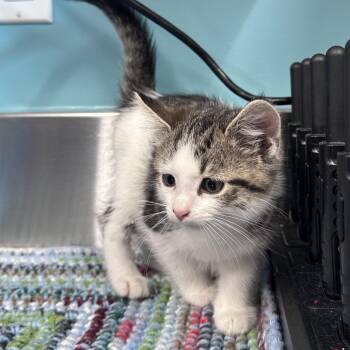 Ares -  Domestic Short Hair Cat for Adoption in Mount Vernon, Indiana - Ares | PetCurious