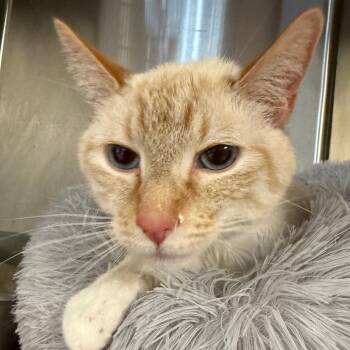 Rescue Domestic Short Hair Cats for Adoption in Midland, Texas - Alfredo | PetCurious