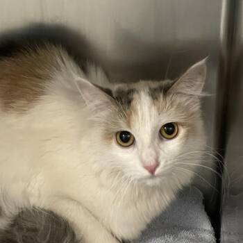 Domestic Long Hair Cats Available for Adoption in Allentown, Pennsylvania - Isadora | PetCurious