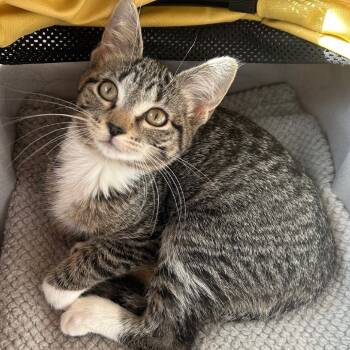 Rescue Domestic Short Hair Cats for Adoption in Saint Paul, Minnesota - Sterlite | PetCurious