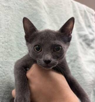 Carrie Ann Inaba -  Domestic Short Hair Cat for Adoption in Honolulu, Hawaii - Carrie Ann Inaba | PetCurious