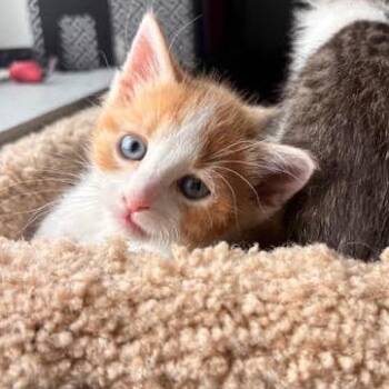 Domestic Medium Hair Cats Available for Adoption - Butterscotch C10750 | PetCurious