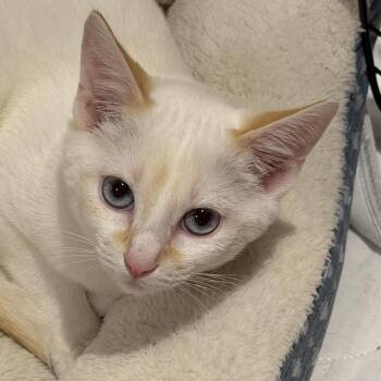 Scuppernog -  Siamese Cat for Adoption in Chattanooga, Tennessee - Scuppernog | PetCurious