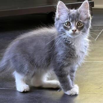 Domestic Medium Hair Cats Available for Adoption in Grand Rapids, Michigan - Quincy | PetCurious