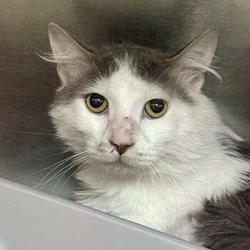 Mayo -  Domestic Long Hair Cat for Adoption in Walnut Creek, California - Mayo | PetCurious
