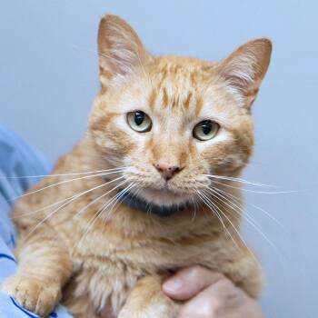 Nosey (AO37538) -  Domestic Short Hair Cat for Adoption in Kansas City, Kansas - Nosey (AO37538) | PetCurious