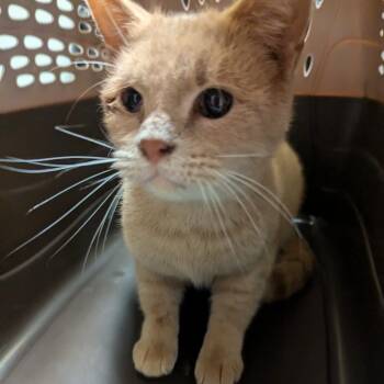Koala -  Domestic Short Hair Cat for Adoption in Charlottesville, Virginia - Koala | PetCurious