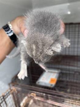 Domestic Short Hair Cats Available for Adoption in Houston, Texas - MAVERICK | PetCurious