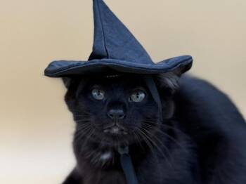 Monster Mash -  Domestic Short Hair Cat for Adoption in Portland, Oregon - Monster Mash | PetCurious