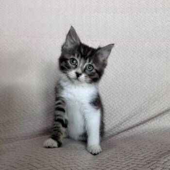 Tiger Lily -  Domestic Short Hair Cat for Adoption in Valdosta, Georgia - Tiger Lily | PetCurious