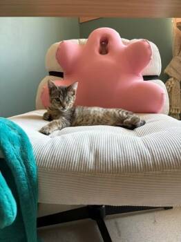 CRUMBLE -  Domestic Short Hair Cat for Adoption in Omaha, Nebraska - CRUMBLE | PetCurious