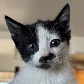 Espresso -  Domestic Short Hair Cat for Adoption in Goleta, California - Espresso | PetCurious