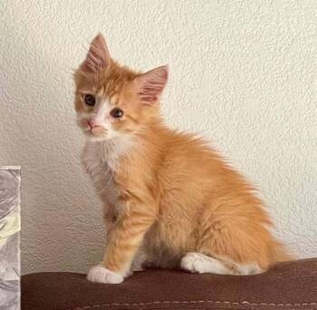 Tod -  Domestic Long Hair Cat for Adoption in Tucson, Arizona - Tod | PetCurious