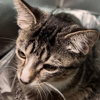 Mid Tom -  Domestic Short Hair Cat for Adoption in Matteson, Illinois - Mid Tom | PetCurious