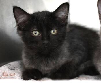 Cobweb -  Domestic Medium Hair Cat for Adoption in Monroe, Georgia - Cobweb | PetCurious