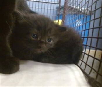 ARAGON -  Domestic Short Hair Cat for Adoption in Doral, Florida - ARAGON | PetCurious