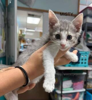 Misty -  Domestic Short Hair Cat Available for Adoption in Bossier City, Louisiana - Misty | PetCurious