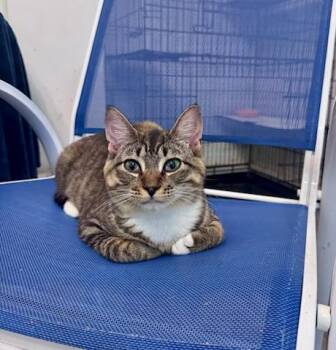 Frostbite -  Domestic Short Hair Cat for Adoption in Rocky Ridge, Maryland - Frostbite | PetCurious