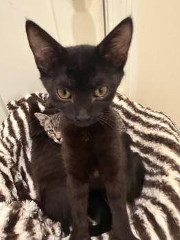 Chloe -  Domestic Short Hair Cat for Adoption in Wilmington, North Carolina - Chloe | PetCurious