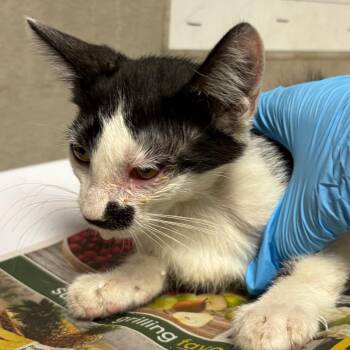 Stash -  Domestic Short Hair Cat for Adoption in Yuma, Arizona - Stash | PetCurious