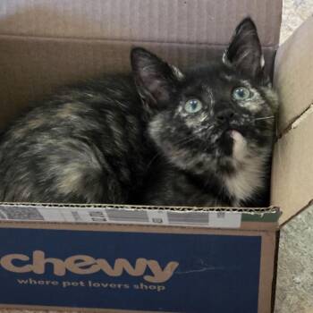 Torie (Cheri & Ann) -  Tortoiseshell Cat for Adoption in Los Angeles, California - Torie (Cheri & Ann) | PetCurious
