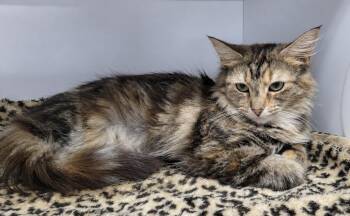 Alaia -  Tabby and Domestic Long Hair Cat for Adoption in Cuyahoga Falls, Ohio - Alaia | PetCurious