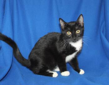 Freya - 44061 -  Domestic Short Hair Cat for Adoption in Prattville, Alabama - Freya - 44061 | PetCurious