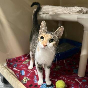 Rescue Domestic Short Hair and Calico Cats for Adoption in Penn Yan, New York - Spritz | PetCurious