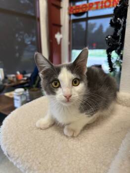 Rescue Domestic Short Hair Cats for Adoption in Newberg, Oregon - Log | PetCurious