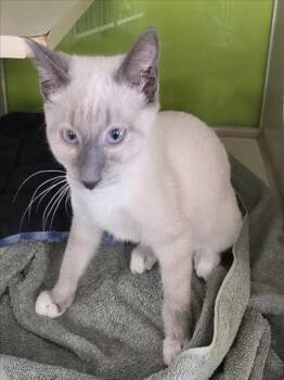 *SIMON -  Siamese Cat for Adoption in Woodland, California - *SIMON | PetCurious