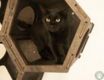 Mavey -  Domestic Short Hair Cat for Adoption in Potsdam, New York - Mavey | PetCurious