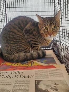 WALLY -  Domestic Short Hair Cat for Adoption in Fort Lauderdale, Florida - WALLY | PetCurious
