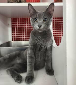 Seiko -  Russian Blue Cat for Adoption in Golden Valley, Arizona - Seiko | PetCurious