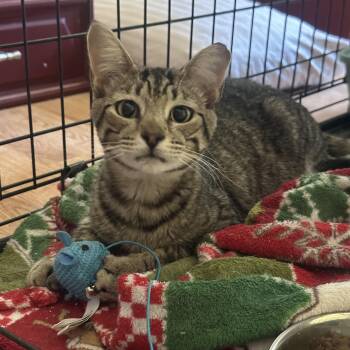 Matty Bell -  Domestic Short Hair Cat for Adoption in Morrison, Colorado - Matty Bell | PetCurious