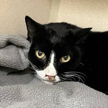 Rescue Domestic Short Hair Cats for Adoption in Hudson, New York - Ralph | PetCurious