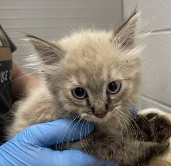 Mini -  Siamese Cat for Adoption in Golden, Colorado - Mini | PetCurious