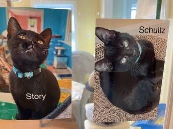 Rescue Domestic Short Hair Cats for Adoption in Wells, Maine - Story & Schultz | PetCurious
